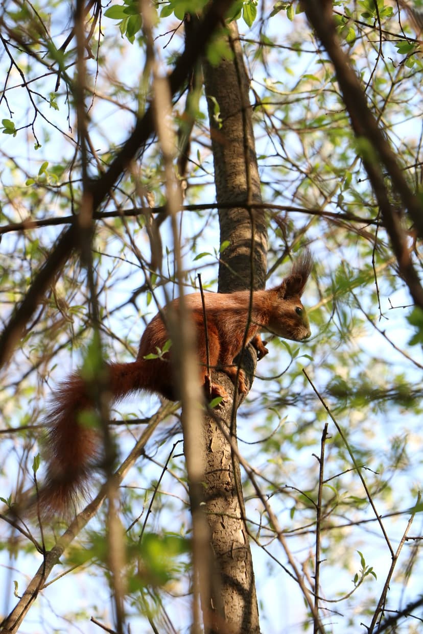Red squirrel with russet fur clings to a textured tree trunk surrounded by bright green spring leaves and sky.