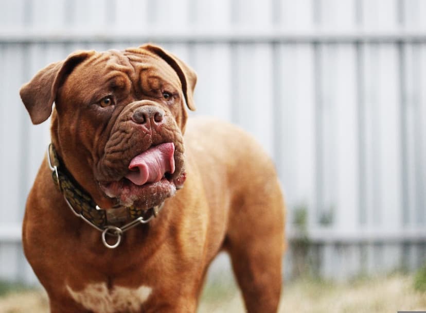 Dogue de Bordeaux with a reddish-brown coat and tongue out wears a patterned collar against a blurred fence.