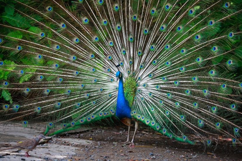 Indian peafowl displays a fanned iridescent train with blue eye-spots against a green forest background.