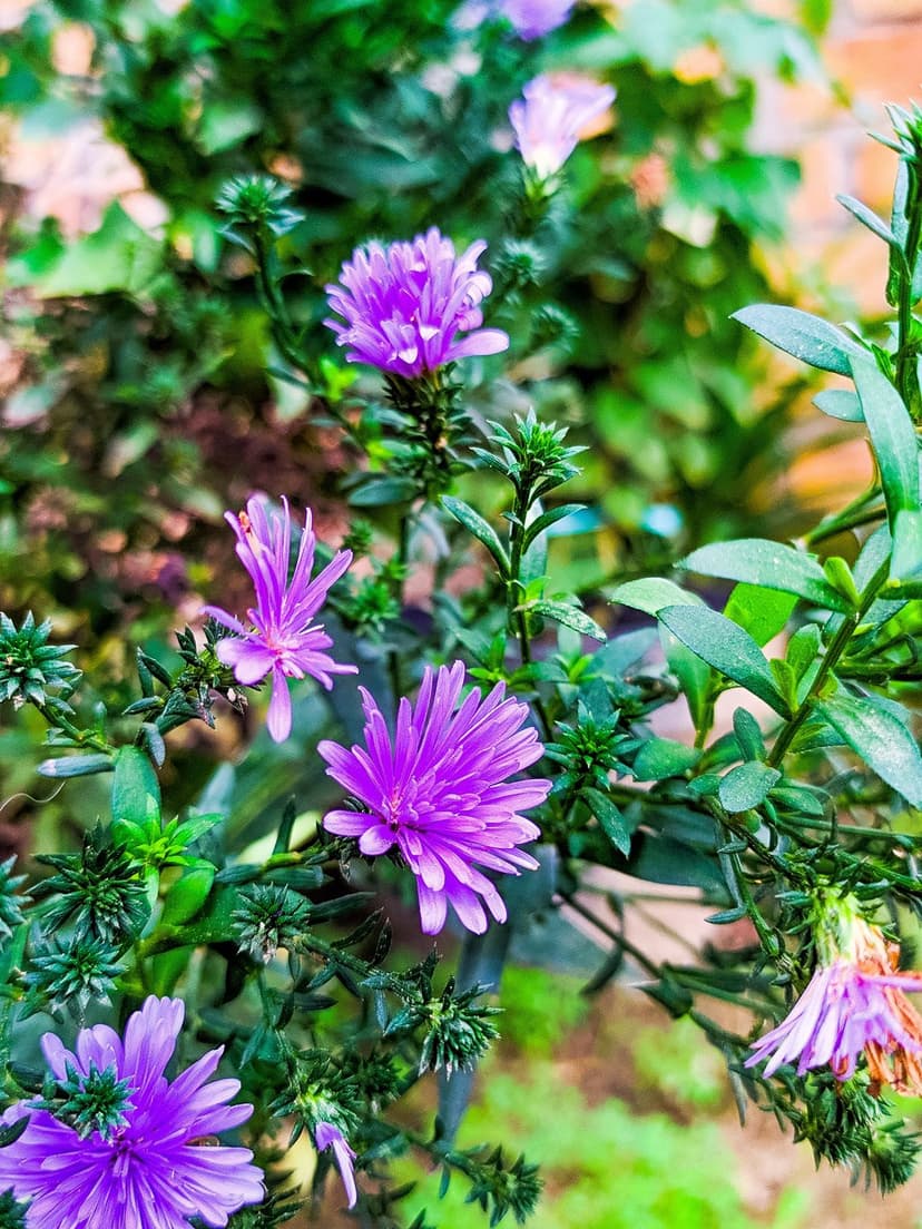 Purple aster flowers with thin violet petals and yellow centers bloom against a blurred green leaf background.