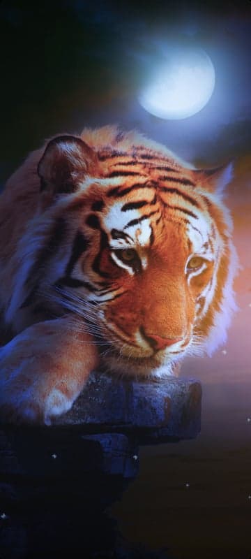 Majestic Tiger Lying Under the Full Moon