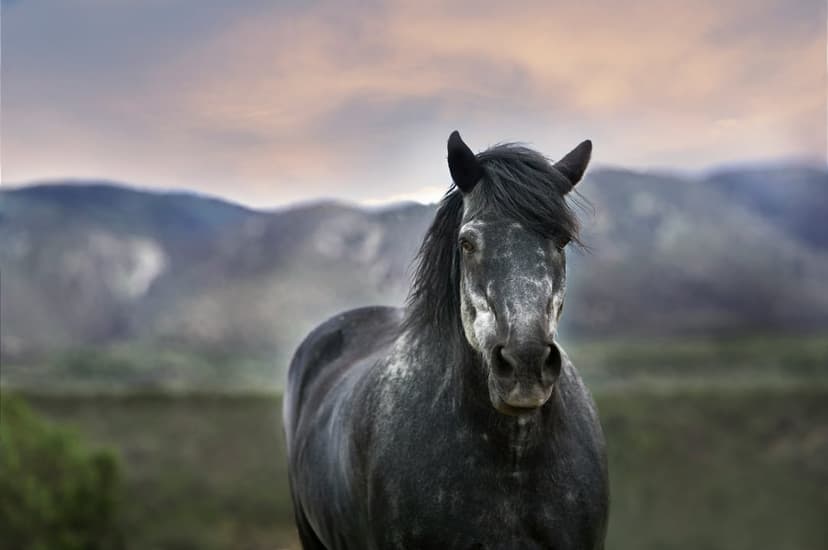Black horse with a dark mane stands amidst rocky mountain peaks under a heavy, dramatic, and overcast stormy sky.