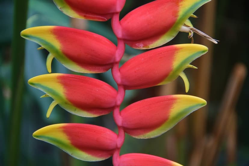 Red and yellow Heliconia lobster claw flower bracts hang vertically against a soft green tropical foliage background.