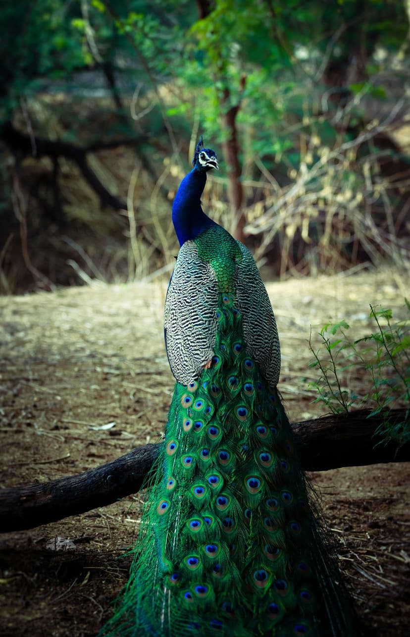 Male peacock stands in a forest with its iridescent blue and green tail feathers fanned out in a wide arc.