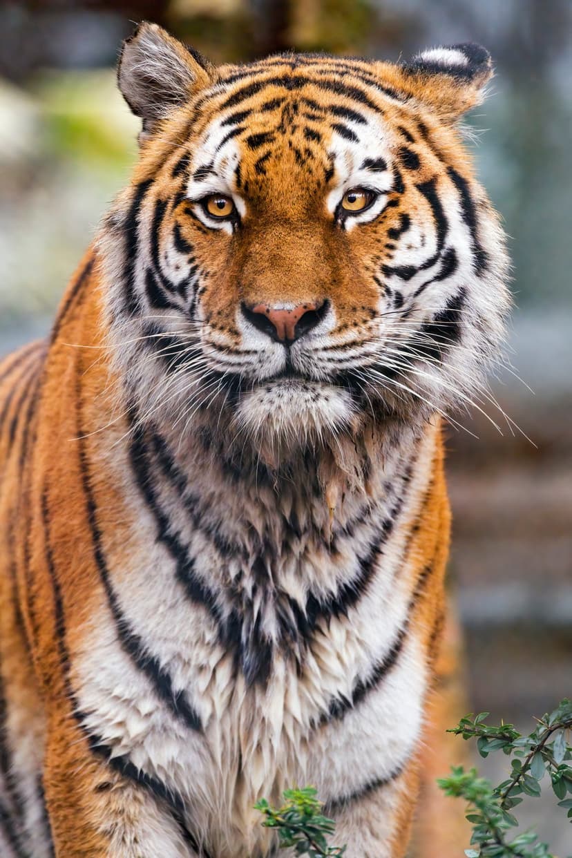 Bengal tiger with amber eyes and black stripes stares directly forward against a blurred green background.