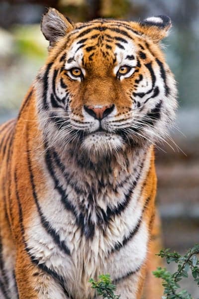 Close-up portrait of a majestic tiger's face
