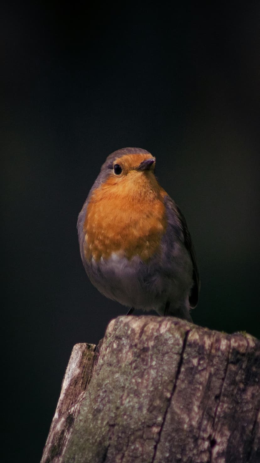 European Robin with orange feathers perched on a weathered wood post against a dark, out-of-focus background.