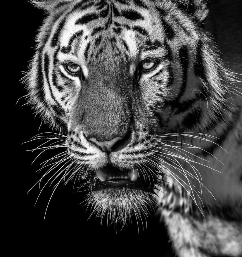 Tiger face close-up in black and white with glowing eyes, detailed whiskers, and stripes on a dark background.
