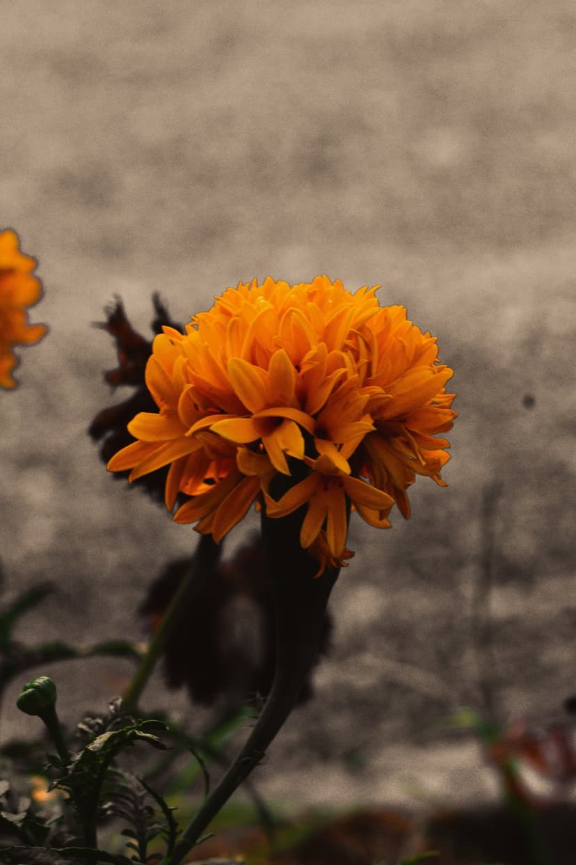 Vibrant orange marigold flower with layered petals and soft bokeh background highlighting rich autumn textures.