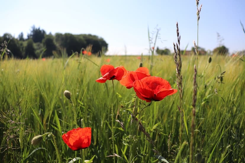 Red poppy flowers bloom in a green wheat field under a blue sky, captured in a detailed vertical close-up.