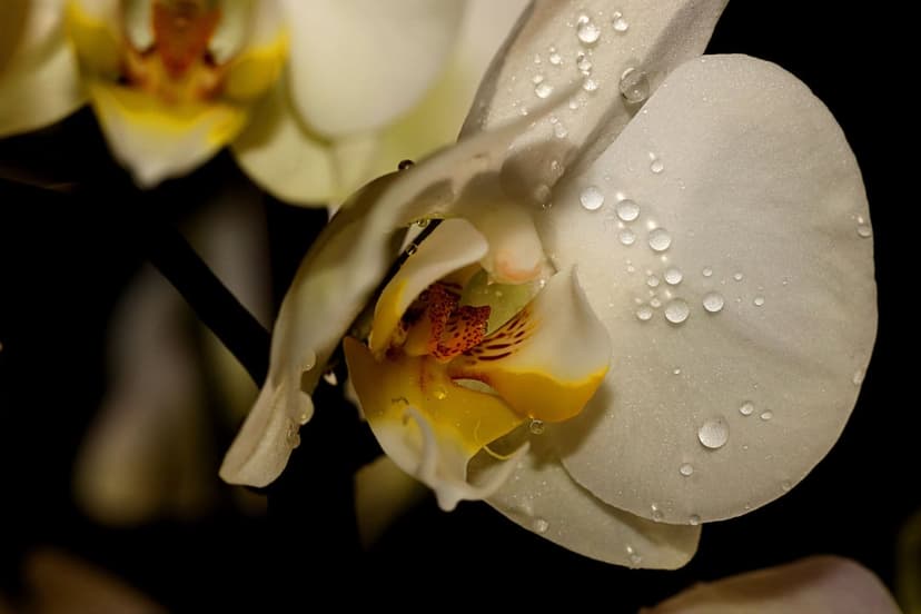 White orchid petals covered in clear dew drops with a vibrant yellow center against a dark midnight background.