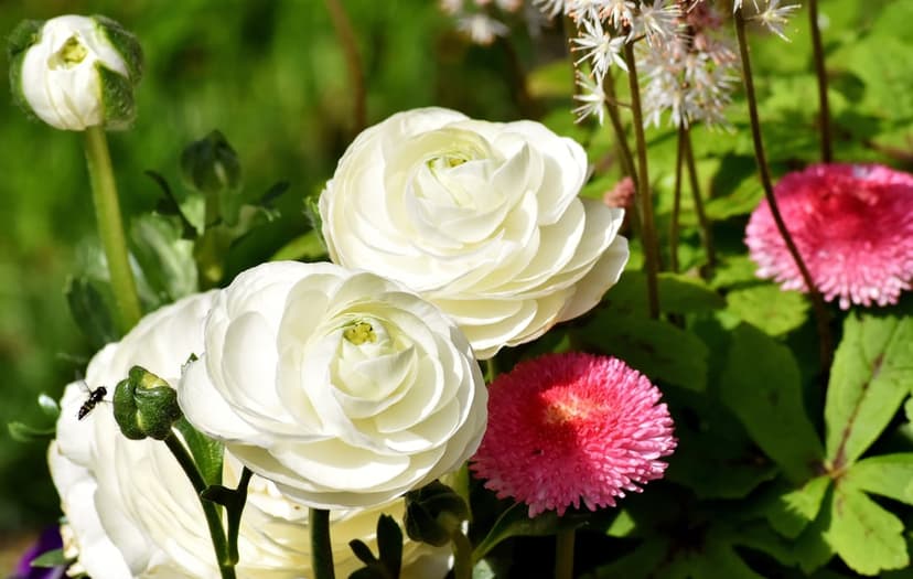 White ranunculus flowers with layered petals sit near pink button daisies against a soft green garden background.