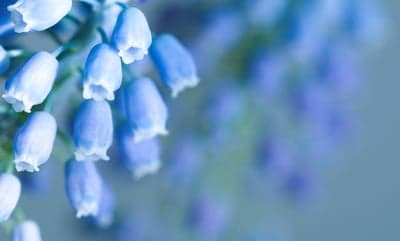 Delicate Blue Muscari Flowers Close-Up Macro