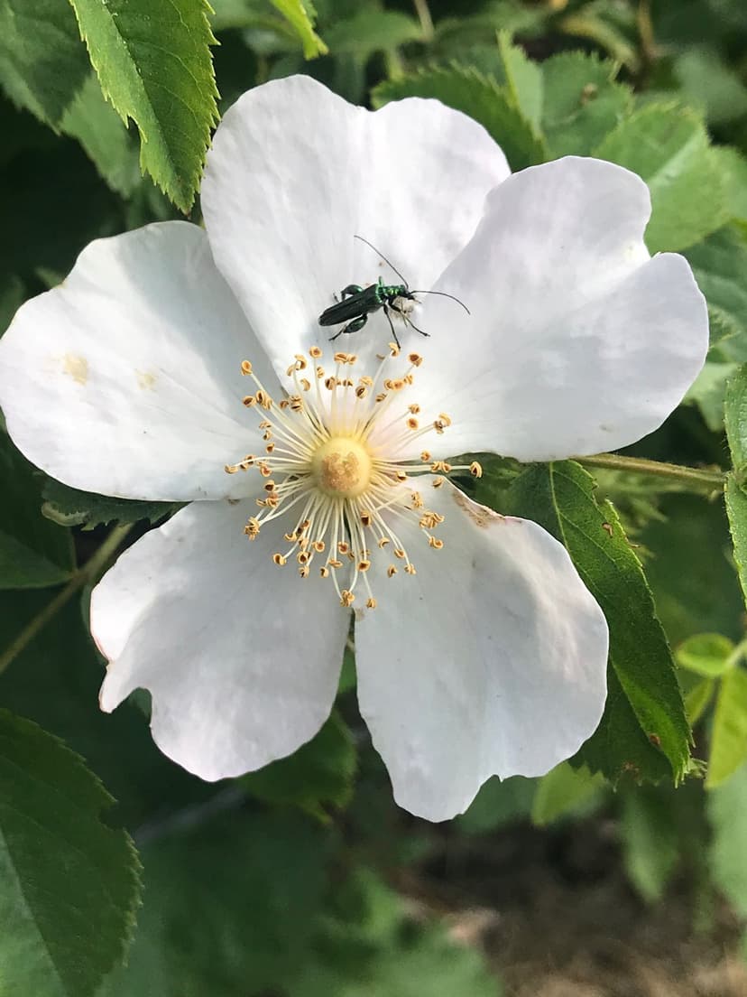 Emerald green beetle with metallic shell rests on a white wild rose petal with golden stamens and green leaves.