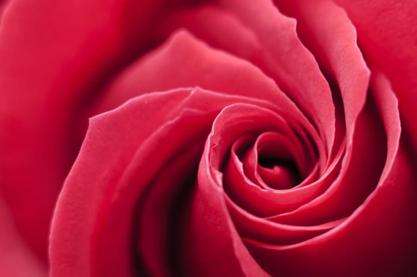 Red rose petals swirl in a tight macro spiral with velvety texture and soft lighting on a vertical screen.