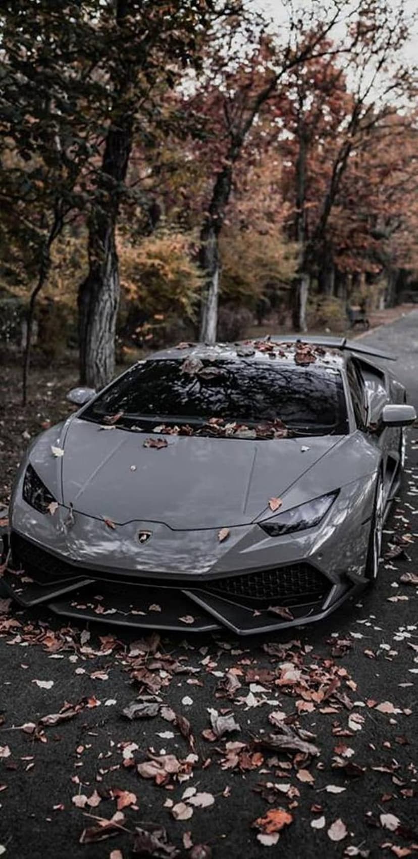 Gray Lamborghini supercar sits on a road covered in orange autumn leaves with a background of fall trees.