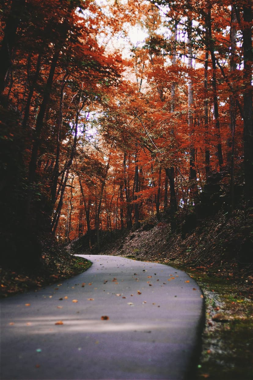 Winding paved road disappearing into a dense forest of vibrant red and orange autumn trees under soft sunlight.