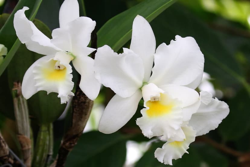 White Cattleya orchids with ruffled petals and yellow centers bloom against a backdrop of soft green leaves.