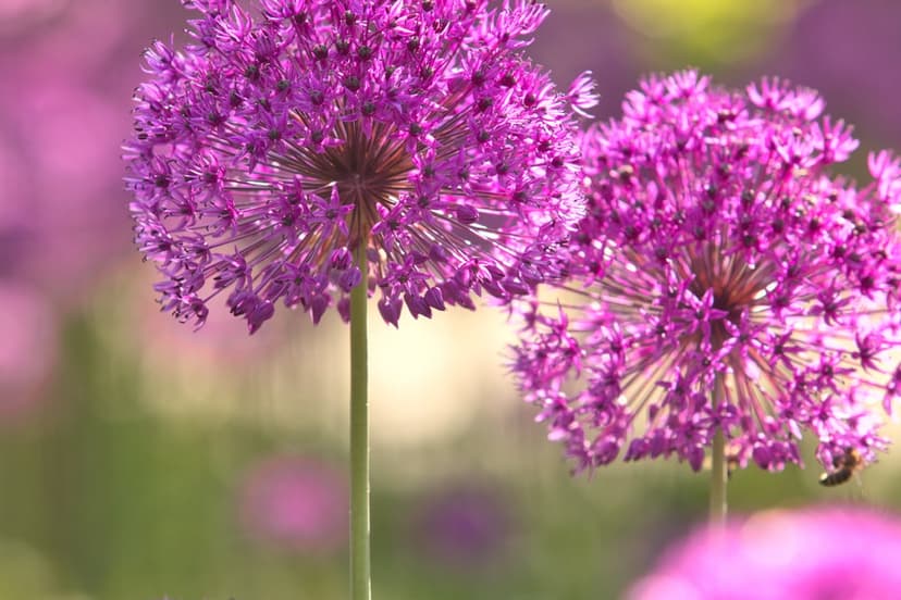 Two purple spherical allium flowers with a small bee in soft sunlight against a blurred green garden background.