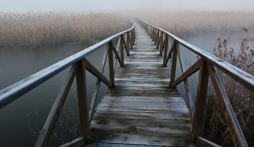 Weathered wooden boardwalk curves through tall golden reeds into a dense fog during a quiet autumn morning.