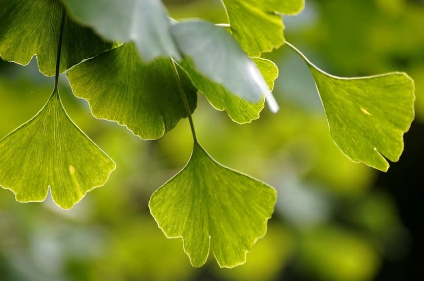 Bright ginkgo leaves with translucent veins are illuminated by sunlight against a soft blurred green backdrop.