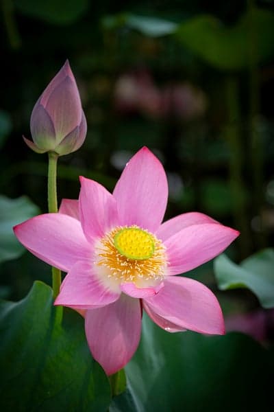 Blooming Pink Lotus and Bud Botanical Mobile Screen