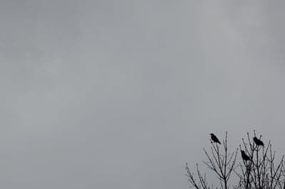Four Black Crows on Bare Winter Branches Phone Background