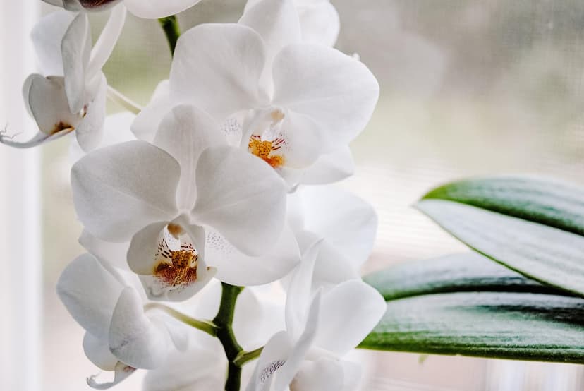 White Phalaenopsis orchid flowers with orange centers and green leaves against a soft blurred background.