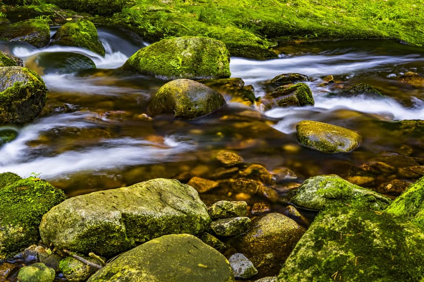 Clear forest stream water cascading over green mossy boulders surrounded by lush ferns in a dense woodland.