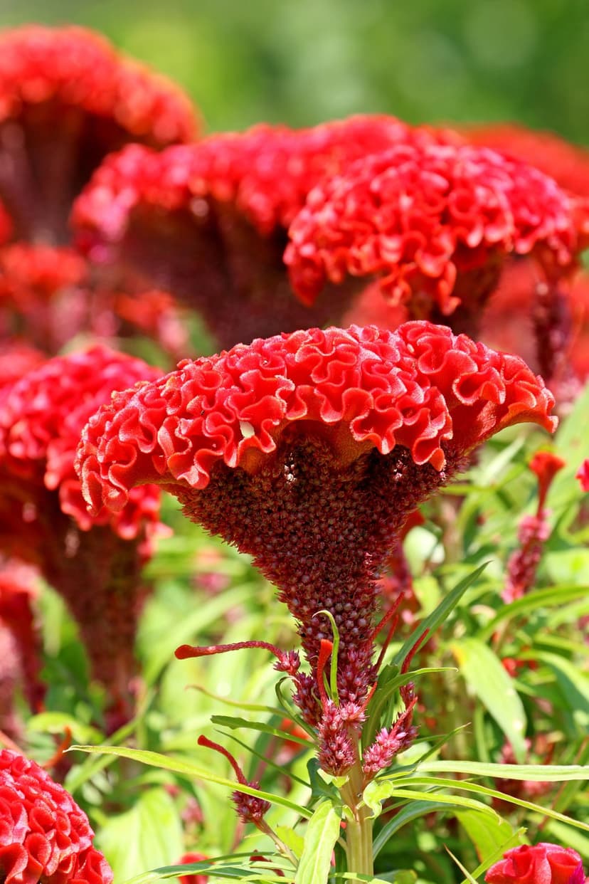 Red Celosia flowers with ruffled velvety petals stand against a blurred green foliage background in a close-up view.