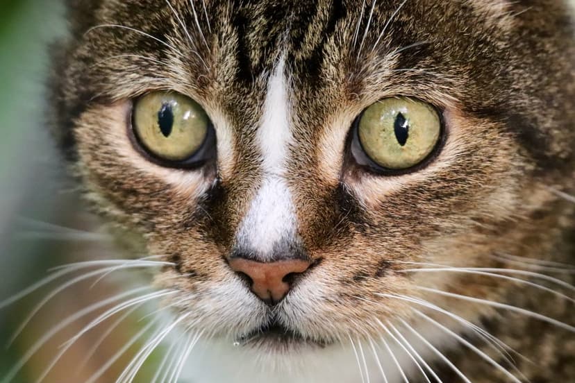 Tabby cat face with vibrant green eyes, long white whiskers, and a pink nose in a vertical close-up portrait.