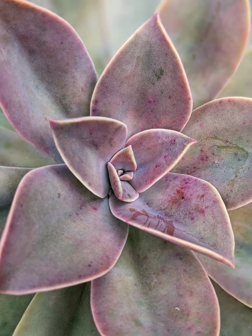Purple succulent leaves with pointed tips and a dusty rose coating arranged in a dense, spiraling rosette pattern.
