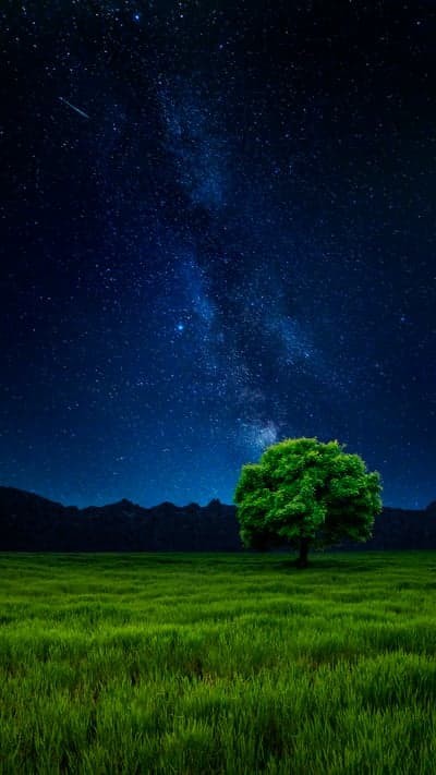 Lone Tree Under Starry Night Sky