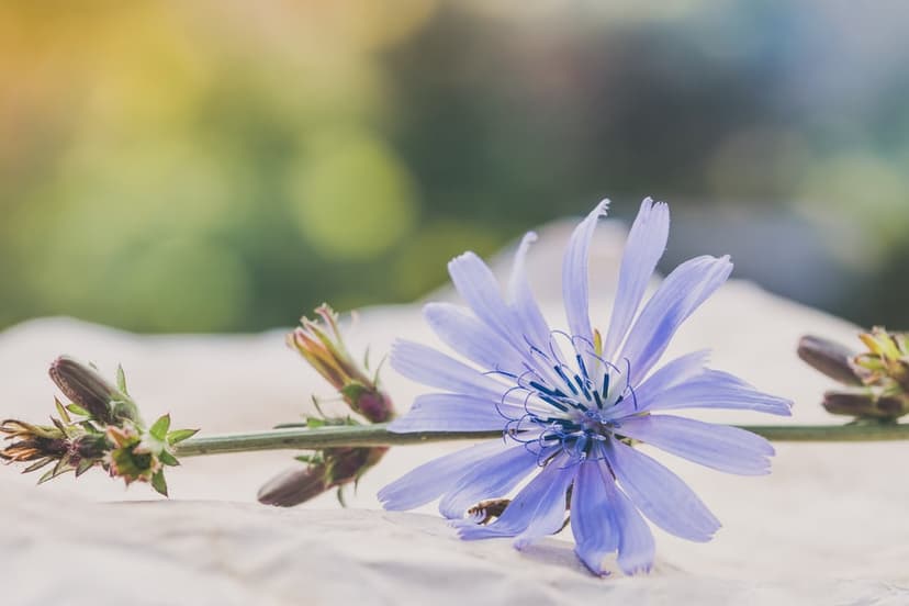 Blue chicory flower with ray florets on a textured surface against a green and yellow bokeh background.