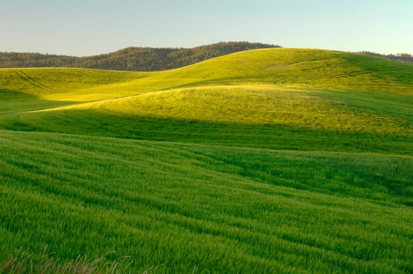 Rolling green hills and deep shadows glow under golden sunlight with a dark forested ridge in the background.