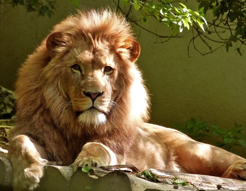 Male lion with a thick mane rests on wooden beams under warm sunlight with green foliage in the background.