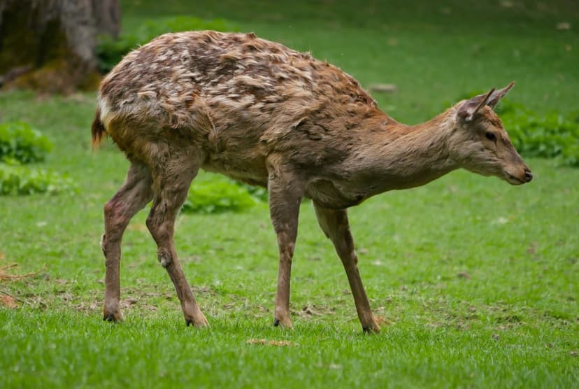 Young deer with patchy brown fur grazing on a lush green field with soft woodland foliage in the background.