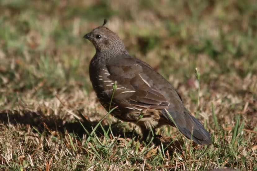 California Quail with a curved topknot stands on yellow grass with a blurred green background in soft daylight.