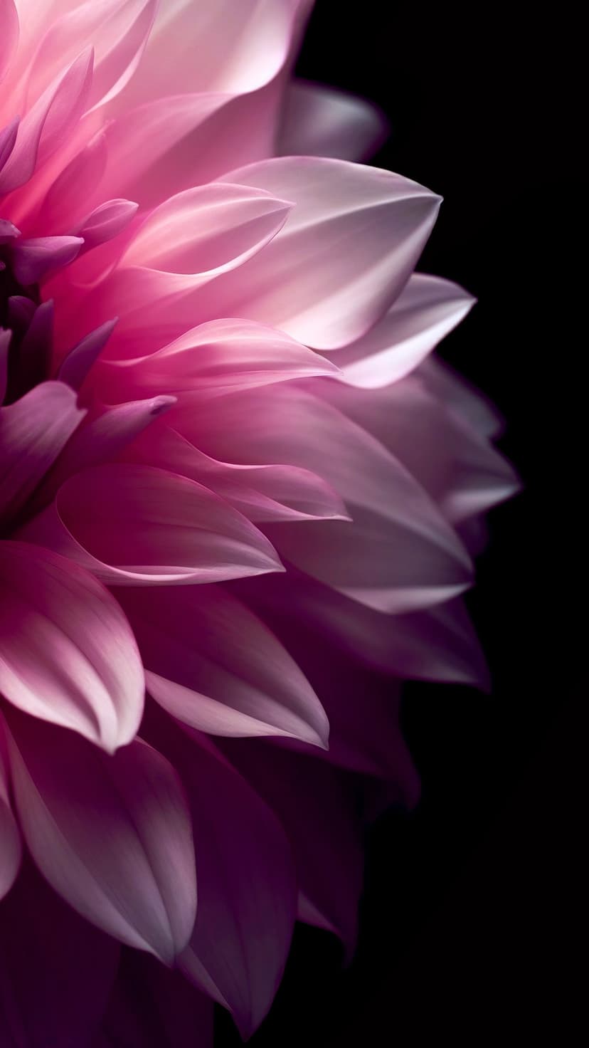 Pink dahlia petals overlap with soft lighting and macro textures against a solid black backdrop in close-up.