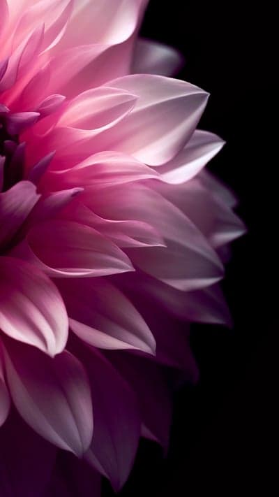 Close-up Pink Dahlia Flower Petals on Black Background