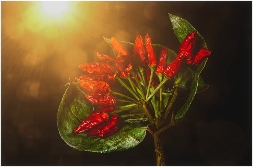 Red chili peppers rest on a green leaf with a warm sun flare and soft glow against a dark, blurred backdrop.
