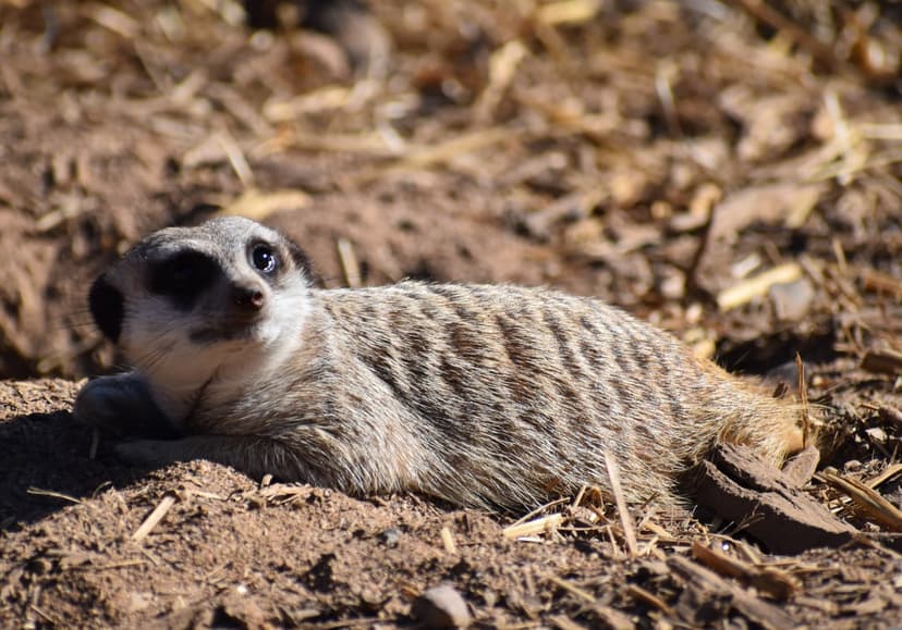 Meerkat with striped fur lying on sunlit cracked earth while looking upward with alert, dark eyes.