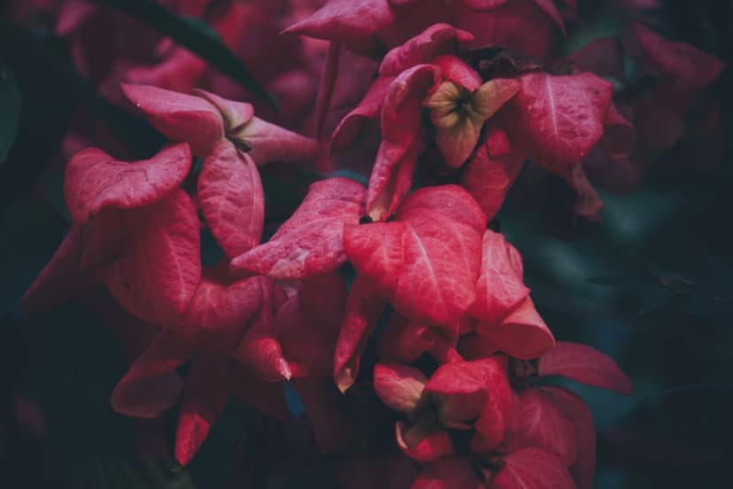 Pink Mussaenda flowers with delicate petals and fuzzy textures set against a dark, shadowy green leaf background.