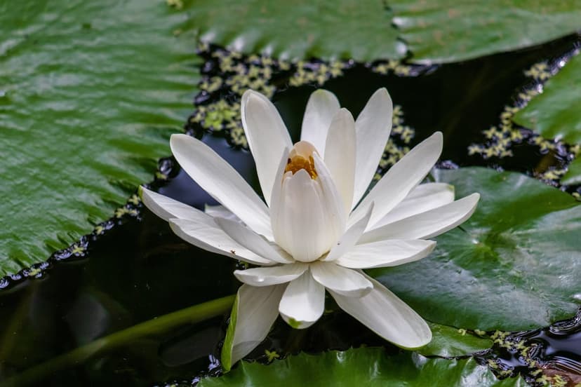 White water lily flower with a yellow center floats on dark pond water beside green pads in natural light.
