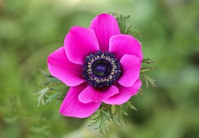 Vibrant Pink Anemone Flower with Dark Center