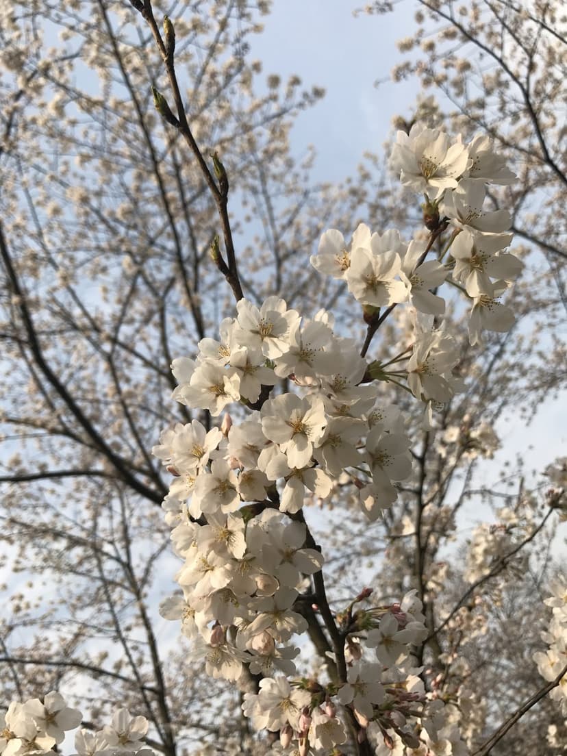 White cherry blossoms cluster on thin branches against a soft blue sky with diffused spring light and shadows.