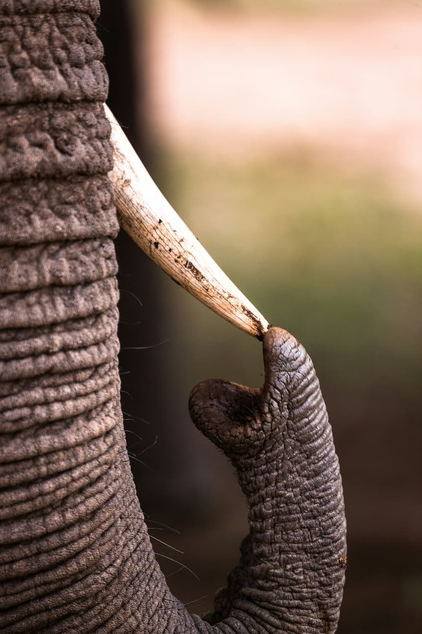 Elephant trunk with wrinkled gray skin rests against a smooth ivory tusk over a blurred green background.