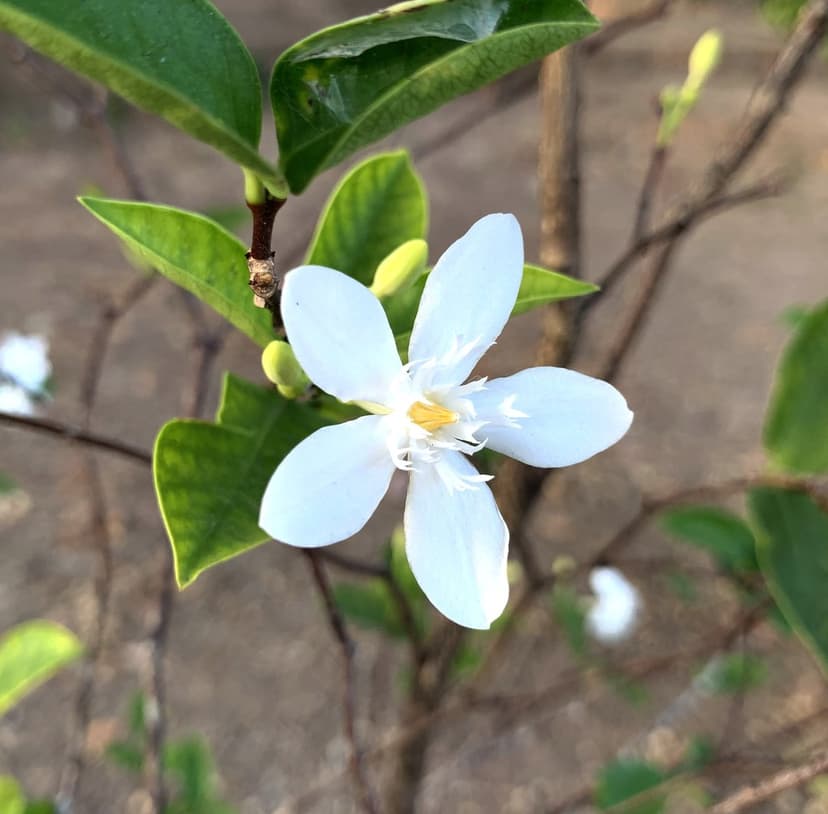 White jasmine flower with five pointed petals and a yellow center blooming on a leafy green branch outdoors.