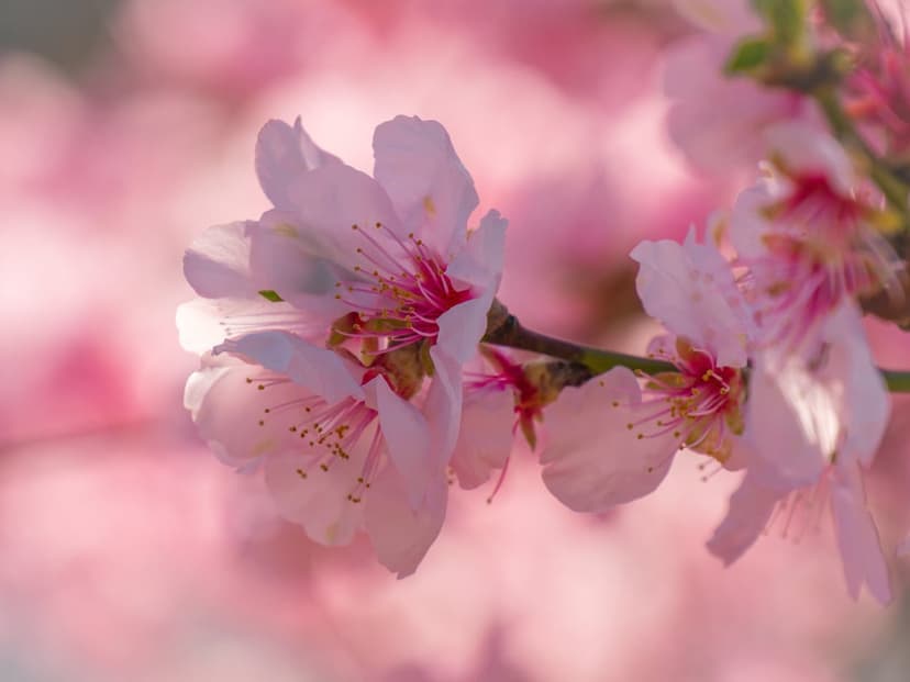 Pink peach blossoms with yellow stamens glow under soft sunlight against a blurred pastel floral background.