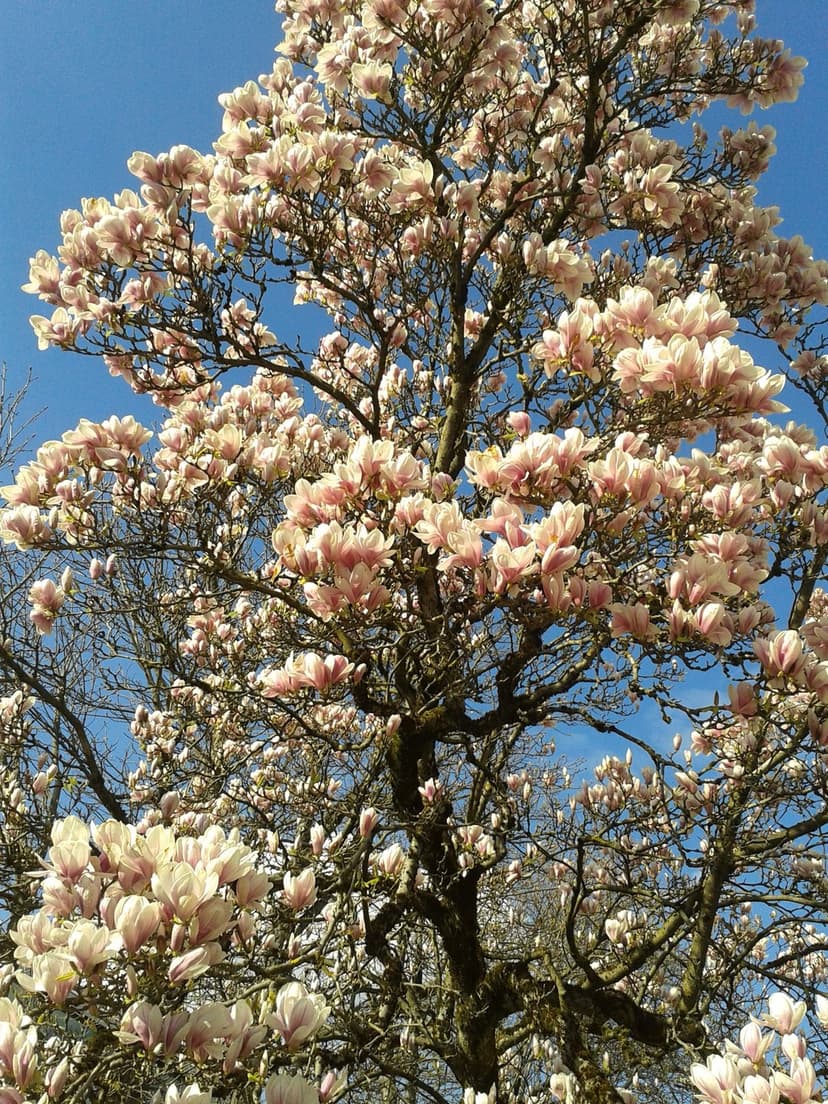 Pink and white magnolia blossoms on dark branches against a bright blue sky during a sunny spring day.